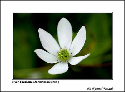 River Anemone Anemone rivularis  1.jpg