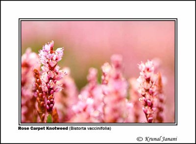 Rose Carpet Knotweed Bistorta vaccinifolia 2.jpg