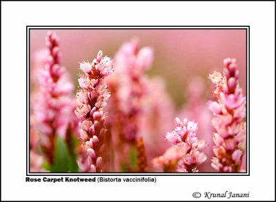 Rose Carpet Knotweed Bistorta vaccinifolia 4.jpg