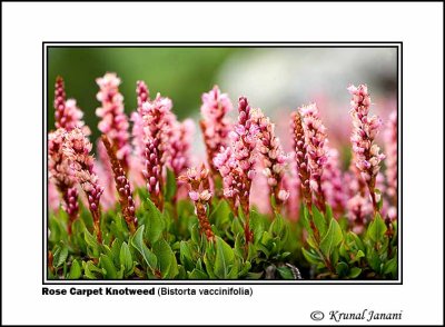 Rose Carpet Knotweed Bistorta vaccinifolia 5.jpg