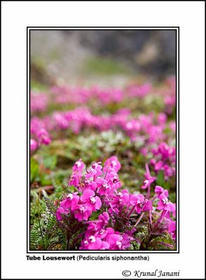 Tube Lousewort Pedicularis siphonantha 3.jpg