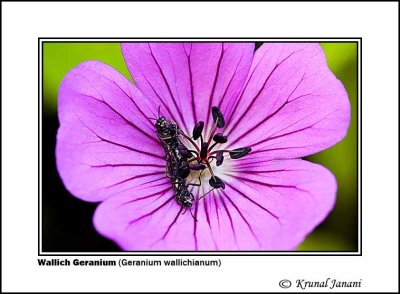 Wallich Geranium Geranium wallichianum 2.jpg