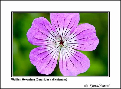 Wallich Geranium Geranium wallichianum 3.jpg