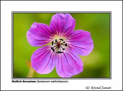 Wallich Geranium Geranium wallichianum 5.jpg