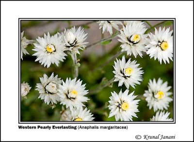 Western Pearly Everlasting Anaphalis margaritacea 1.jpg
