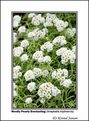 Woolly Pearly Everlasting Anaphalis triplinervis 1.jpg