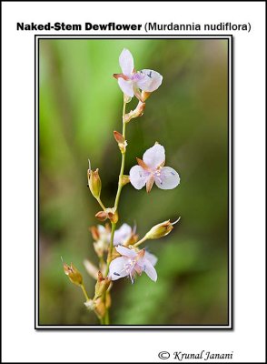 Naked-Stem Dewflower Murdannia nudiflora 9732.jpg