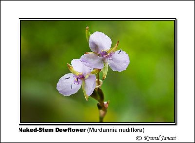 Naked-Stem Dewflower Murdannia nudiflora 9736.jpg