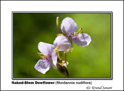 Naked-Stem Dewflower Murdannia nudiflora 9764.jpg