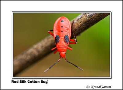 Red Silk Cotton Bug 9705.jpg