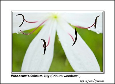 Woodrows Crinum Lily Crinum woodrowii 9719.jpg