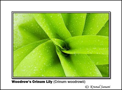 Woodrows Crinum Lily Crinum woodrowii 9721.jpg