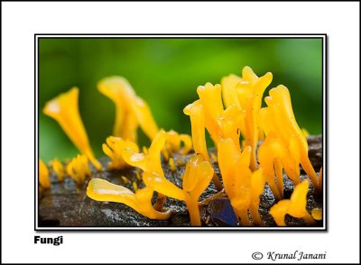 Fungi 9766.jpg