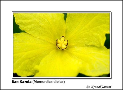 Ban karela Momordica dioica 9784.jpg