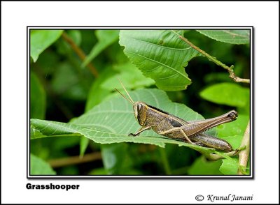 Grasshooper 9836.jpg