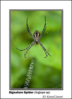 Signature Spider Argiope sp 9802.jpg