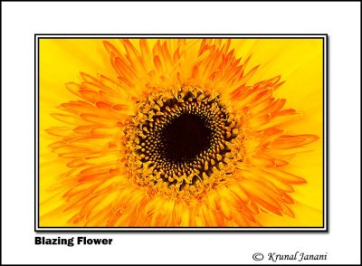 Blazing Flower 9942.jpg