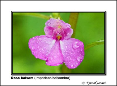 Rose balsam Impatiens balsamina 9896 - 912.jpg