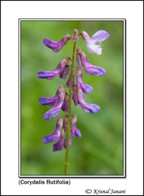 Corydalis Rutifolia 10126.jpg