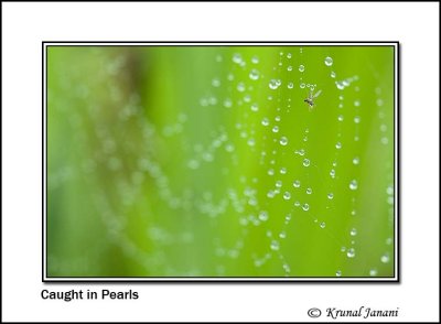 Caught in the Web 10050.jpg
