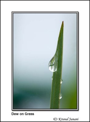 Dew on Grass 10034 - 10039.jpg