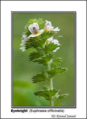 Eyebright Euphrasia officinalis 10179.jpg