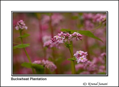 Fafra Plantation 10169.jpg