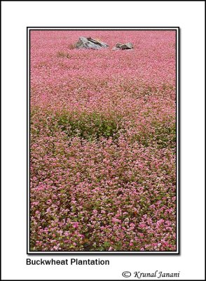 Fafra Plantation 10192.jpg
