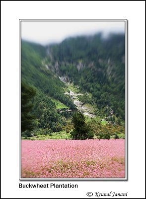 Fafra Plantation 10202.jpg