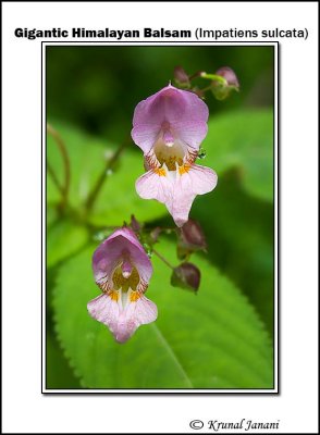 Gigantic Himalayan Balsam Impatiens sulcata 10112 - 10121.jpg