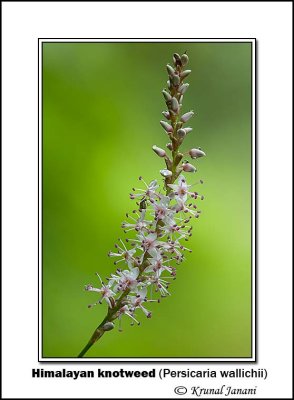 Himalayan knotweed Persicaria wallichii 10083 - 10092.jpg