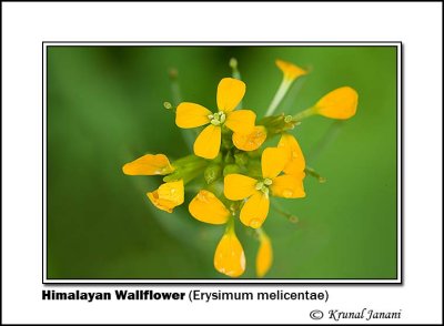 Himalayan Wallflower Erysimum melicentae 10097.jpg