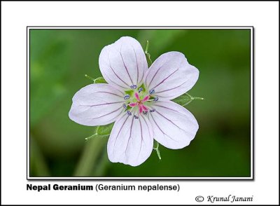 Nepal Geranium Geranium nepalense 10029.jpg