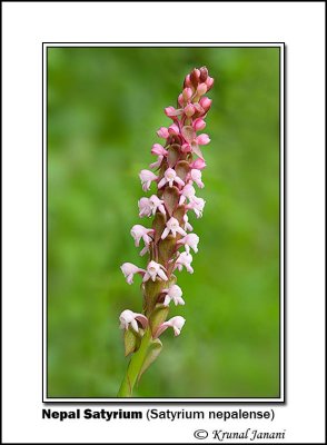 Nepal Satyrium Satyrium nepalense 10264 - 10267.jpg