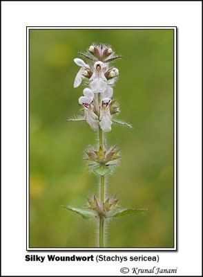 Silky Woundwort Stachys sericea 10182.jpg