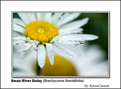 Swan River Daisy Brachycome Iberidifolia 9957.jpg