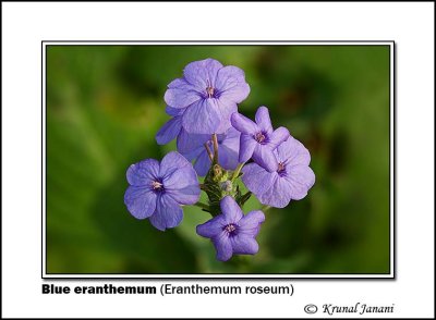 Blue eranthemum Eranthemum roseum 10572 - 10584.jpg