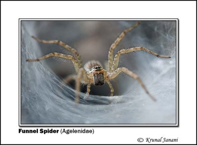 Funnel Spider Agelenidae 10433.jpg