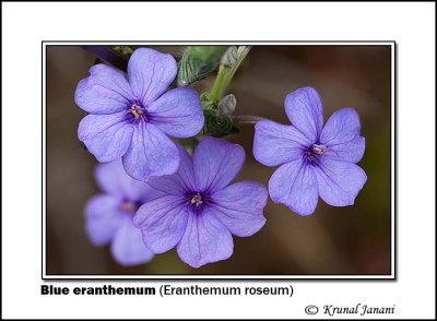 Blue eranthemum Eranthemum roseum 10513 - 10525.jpg