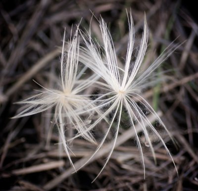Artichoke Seeds