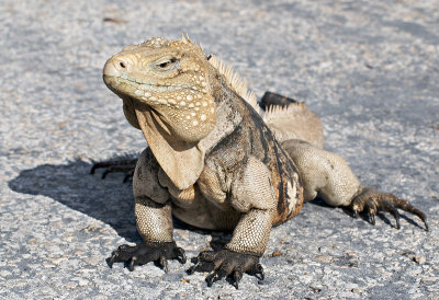 Lesser Caymans Iguana