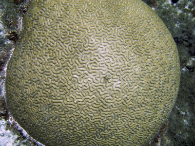 Smooth Brain Coral