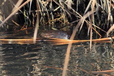 Muskrat