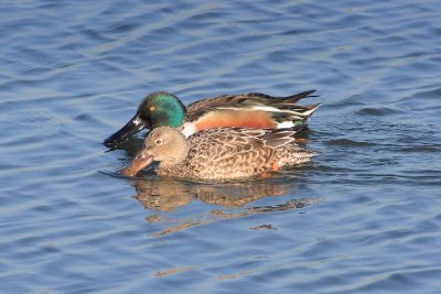 Northern Shoveler