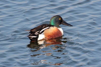 Northern Shoveler