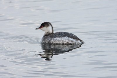 Horned Grebe