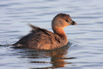 Pied-billed Grebe