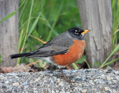 American Robin