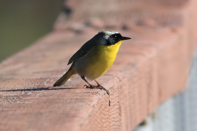 Common Yellowthroat