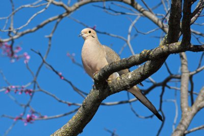 Mourning Dove